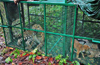 Leopardess trapped at Pernankila, Udupi district